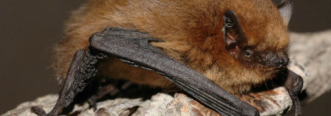 Pipistrelle Bat