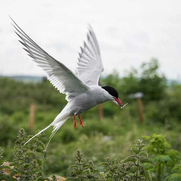 Arctic-tern