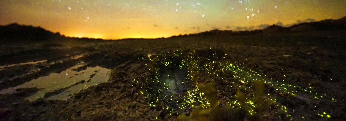 Bioluminescence Walk, Jersey