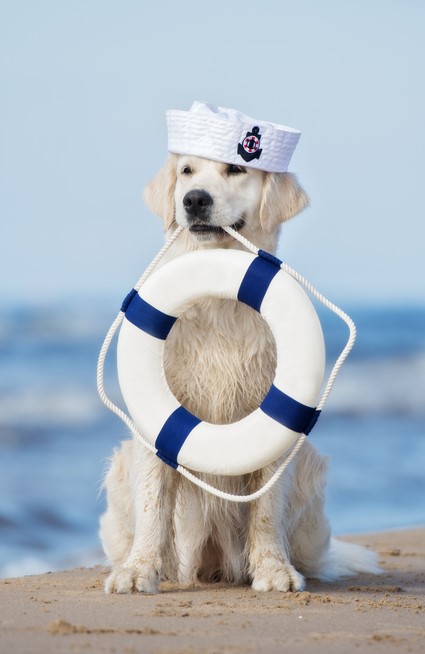 Sailor Dog