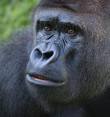Jersey Zoo
