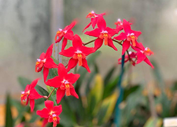JAYF Open Gardens